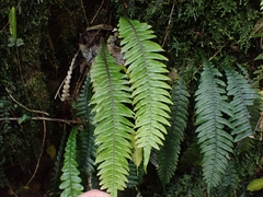 Blechnum chambersii
