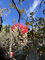 Metrosideros polymorpha