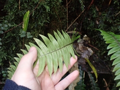 Blechnum chambersii