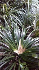 Freycinetia banksii