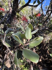 Metrosideros polymorpha