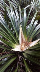 Freycinetia banksii