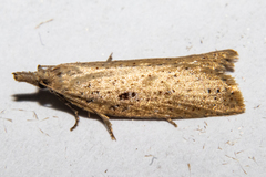 Apoctena persecta