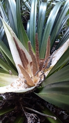 Freycinetia banksii