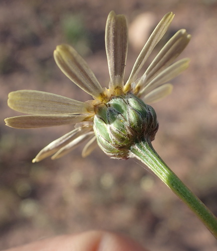 Ursinia speciosa, photograph 5