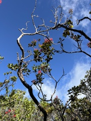 Metrosideros polymorpha