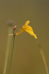 Utricularia recta