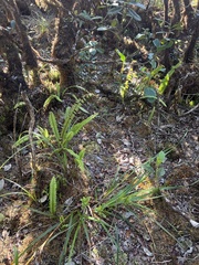 Nephrolepis cordifolia