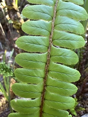 Nephrolepis cordifolia