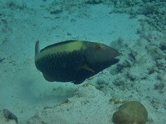 Cetoscarus ocellatus