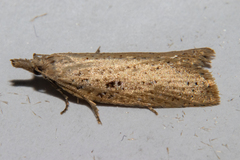 Apoctena persecta