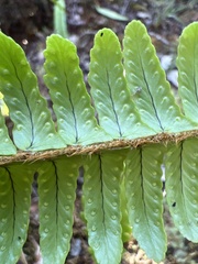 Nephrolepis cordifolia