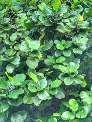 Dillenia suffruticosa