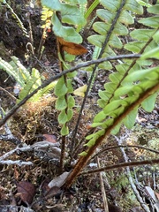 Nephrolepis cordifolia