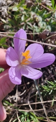 Crocus