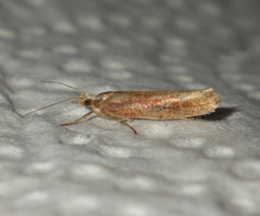 Ypsolopha ustella