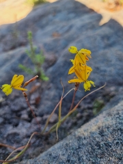 Bulbine favosa
