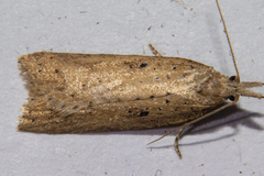 Apoctena persecta