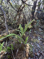 Nephrolepis cordifolia
