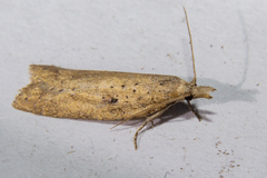 Apoctena persecta