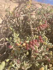 Tetraena fontanesii
