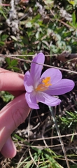Crocus