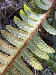 Nephrolepis cordifolia