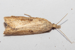 Apoctena persecta