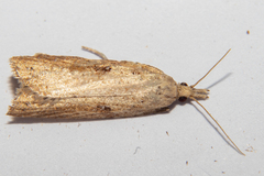 Apoctena persecta