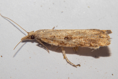 Apoctena persecta