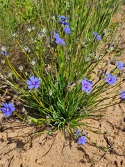 Aristea africana