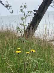 Anthriscus sylvestris