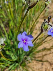Aristea africana