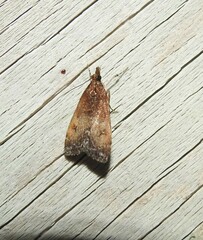 Eudonia asterisca