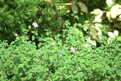 Lantana montevidensis