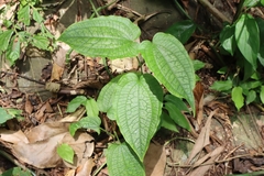 Smilax riparia