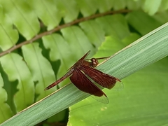 Neurothemis fluctuans