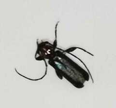 Phymatodes testaceus