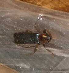 Phymatodes testaceus