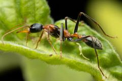 Myrmecia nigrocincta