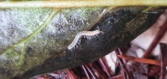 Polydesmus