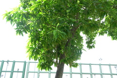 Magnolia × alba