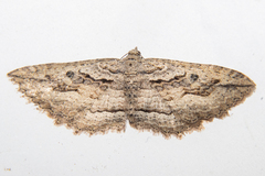 Austrocidaria gobiata