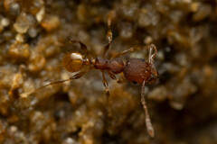 Pheidole variabilis ocyma