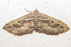 Austrocidaria gobiata