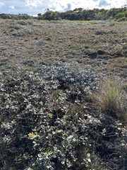 Metrosideros polymorpha pumila