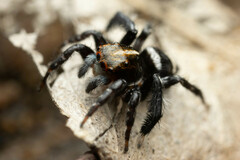 Saitis virgatus