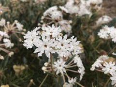 Tripterocalyx carneus