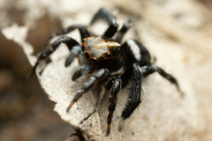 Saitis virgatus