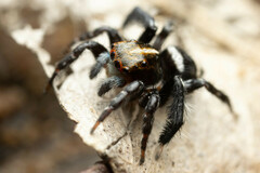 Saitis virgatus